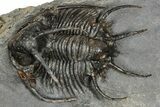 Spiny Ceratarges Trilobite - Zireg, Morocco #354426-2